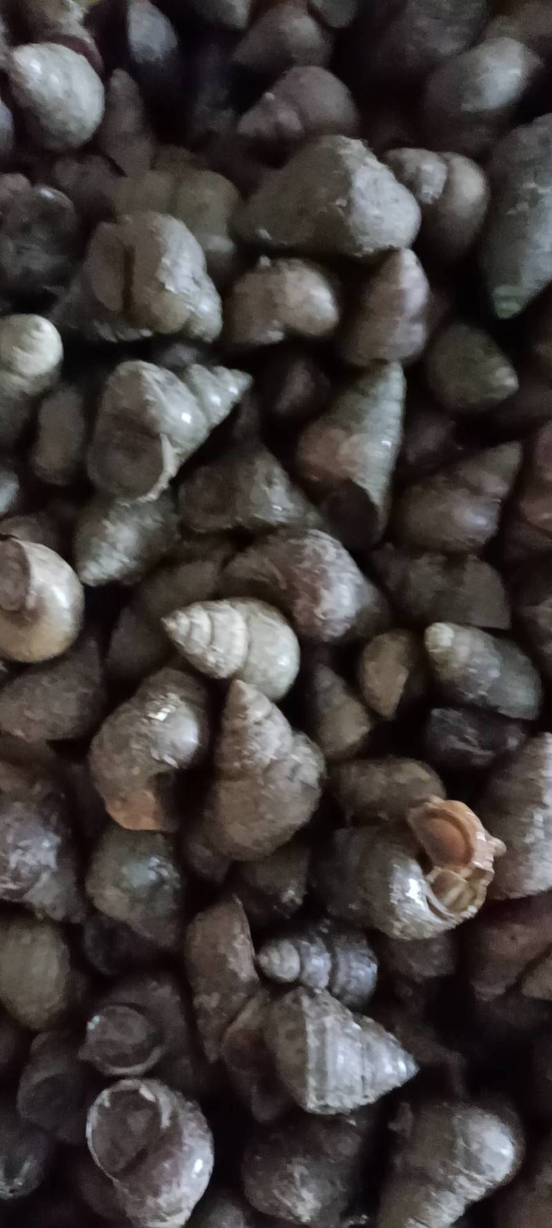 潜江养殖薄壳螺蛳，质量好，炮头多，1.6以上的不封顶