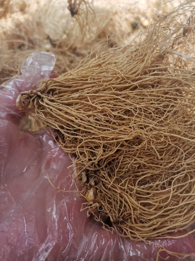 中药材辽细辛北细辛水洗辽细辛干净无杂质250g包