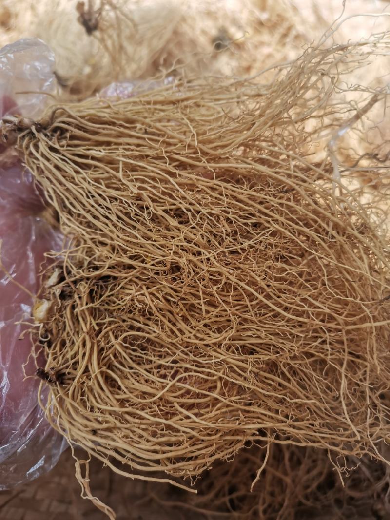 中药材辽细辛北细辛水洗辽细辛干净无杂质250g包