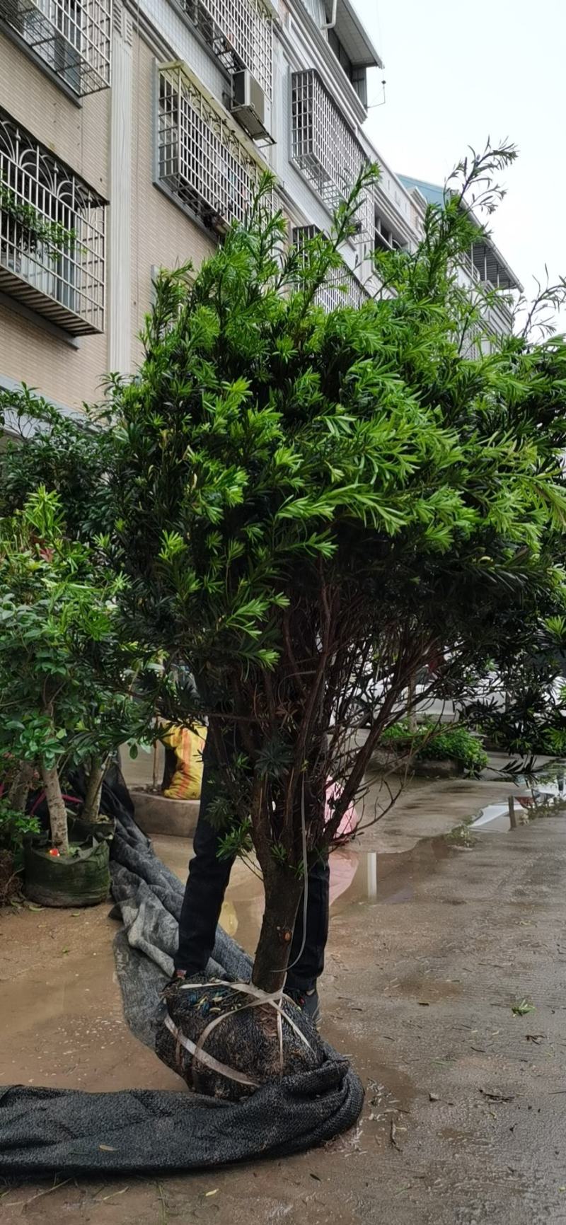 罗汉松