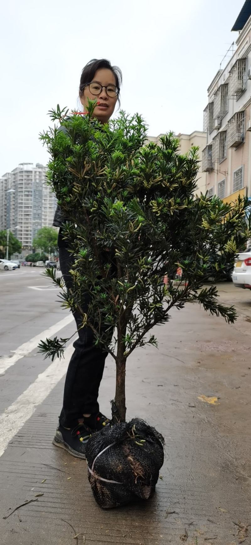 罗汉松