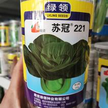 矮脚黑叶苏州青青菜种子耐寒好吃黑菜种子原装发货