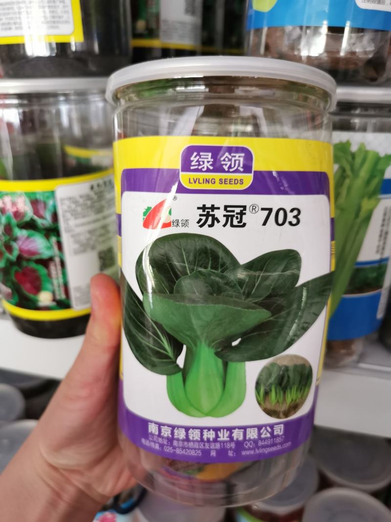 矮脚黑叶苏州青青菜种子耐寒好吃黑菜种子原装发货