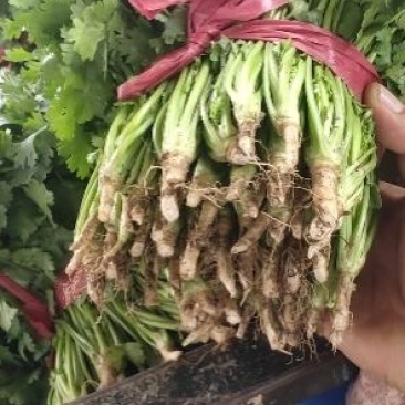 香菜杆粗叶绿大量有货一手批发供全国价格实惠