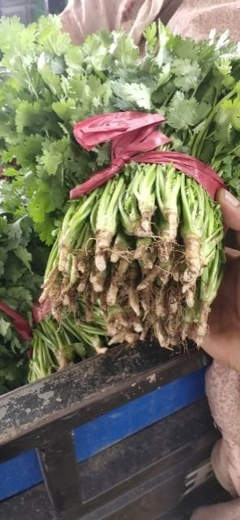 香菜杆粗叶绿大量有货一手批发供全国价格实惠