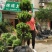 罗汉松
