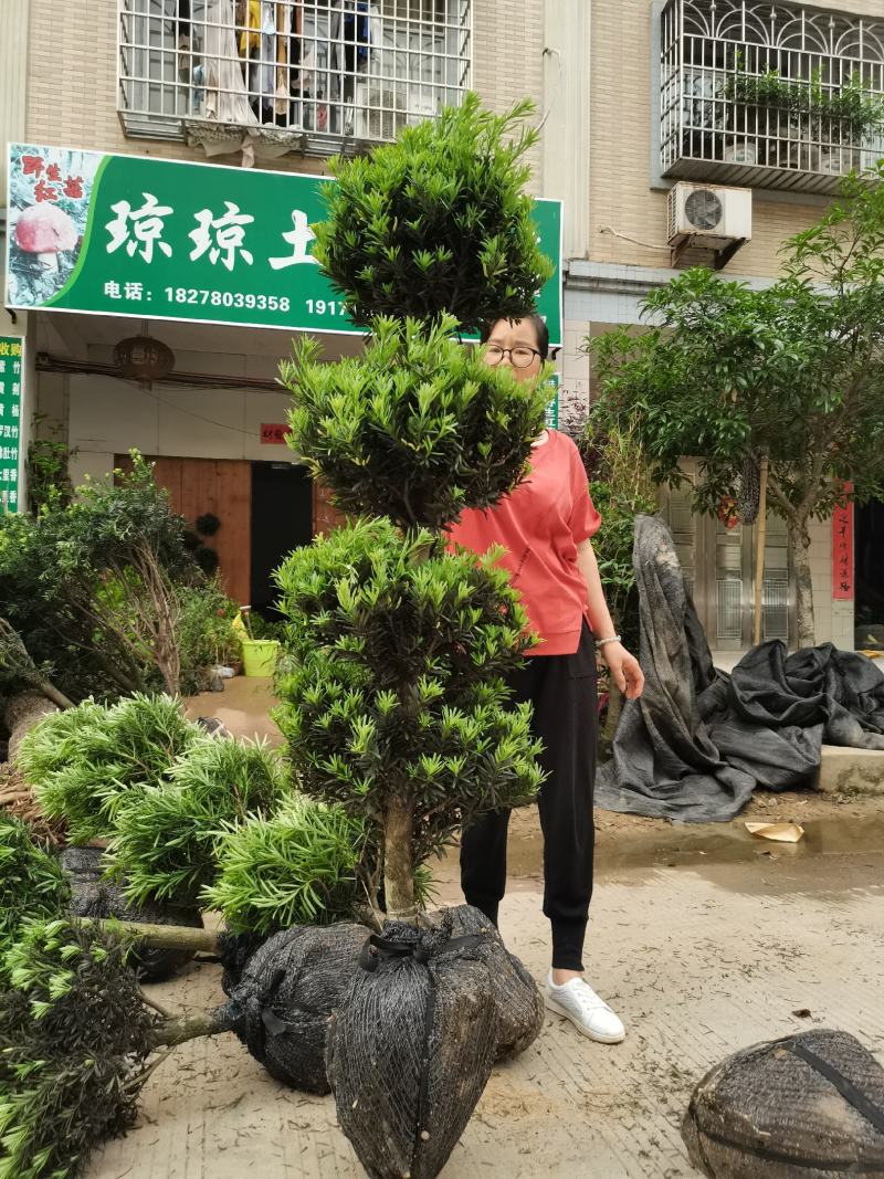 罗汉松