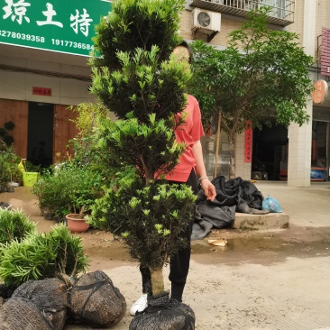 罗汉松