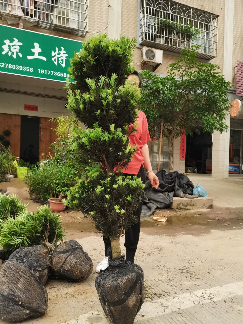 罗汉松