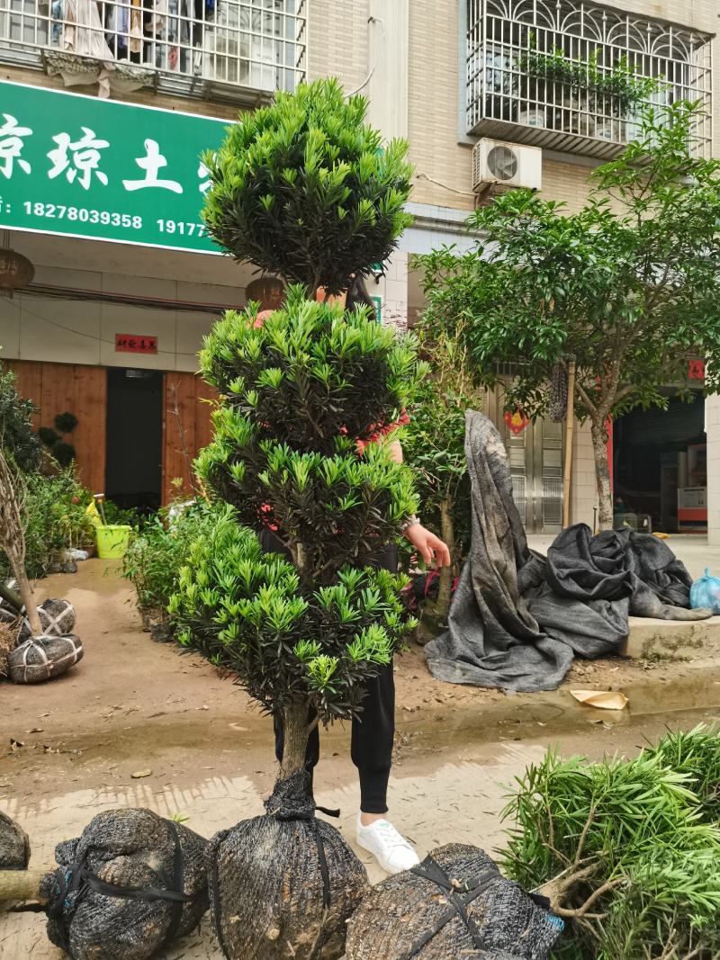 罗汉松
