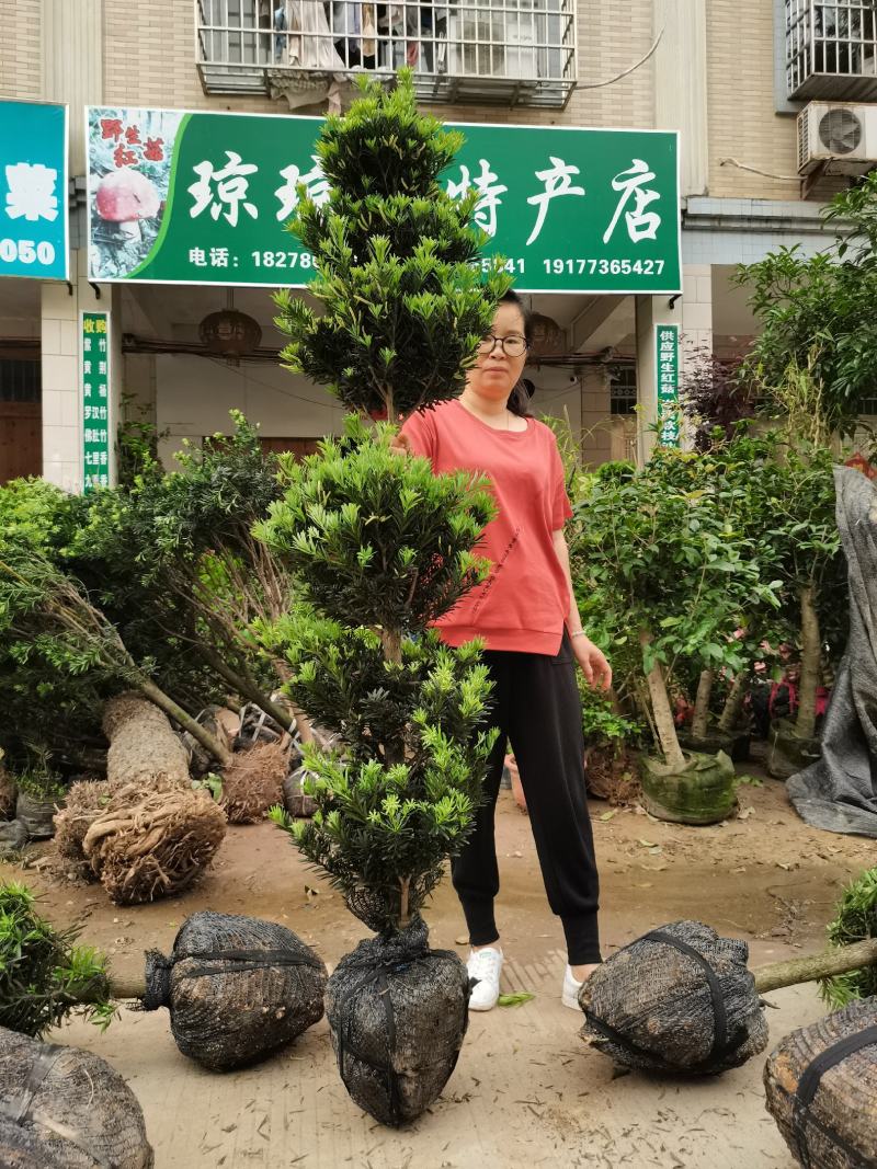 罗汉松