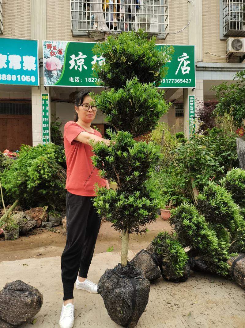 罗汉松