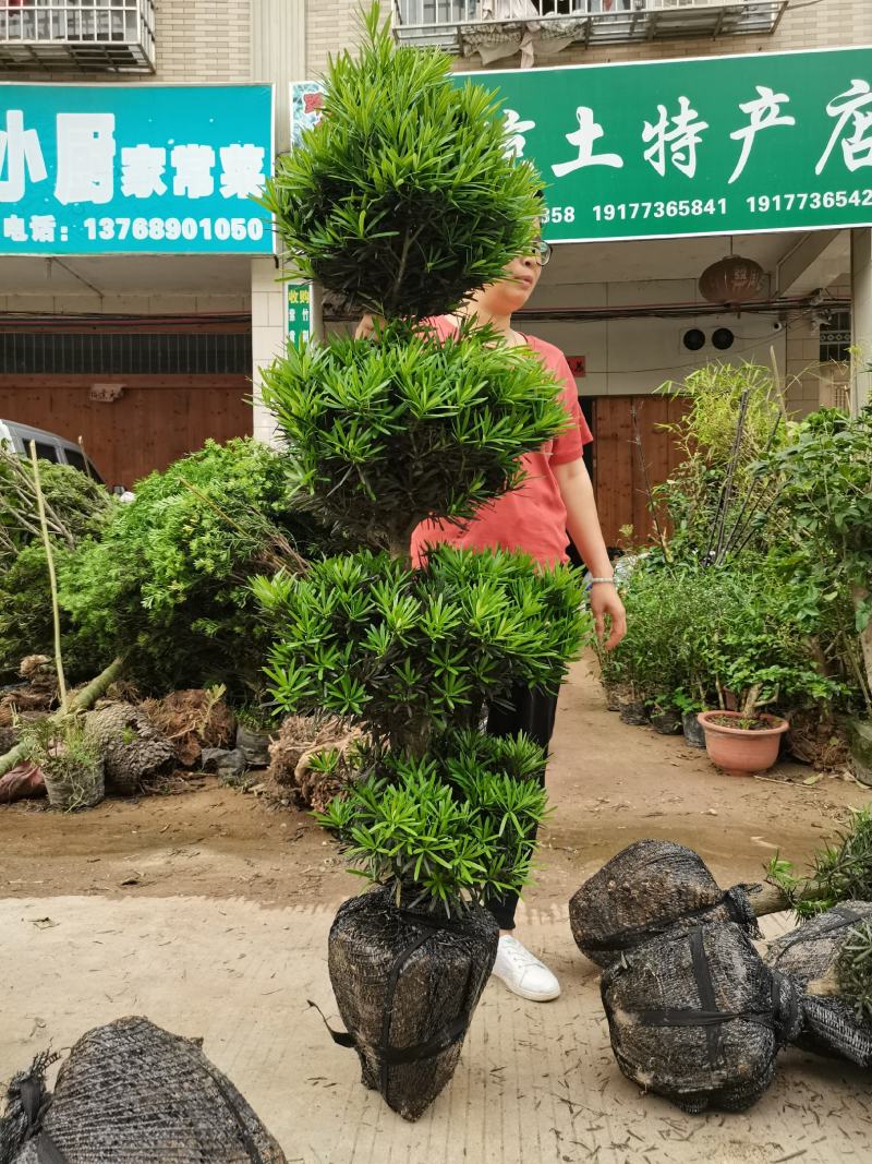 罗汉松