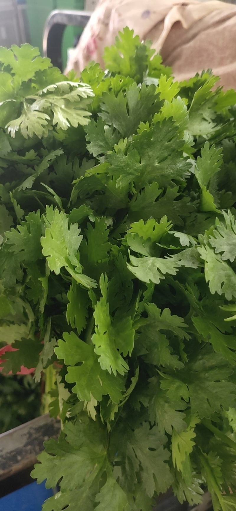 香菜杆粗叶绿大量有货一手批发供全国价格实惠