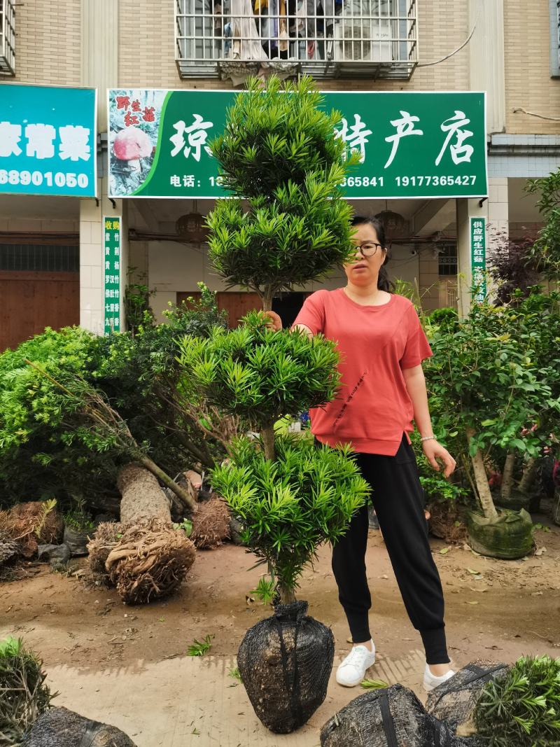 罗汉松