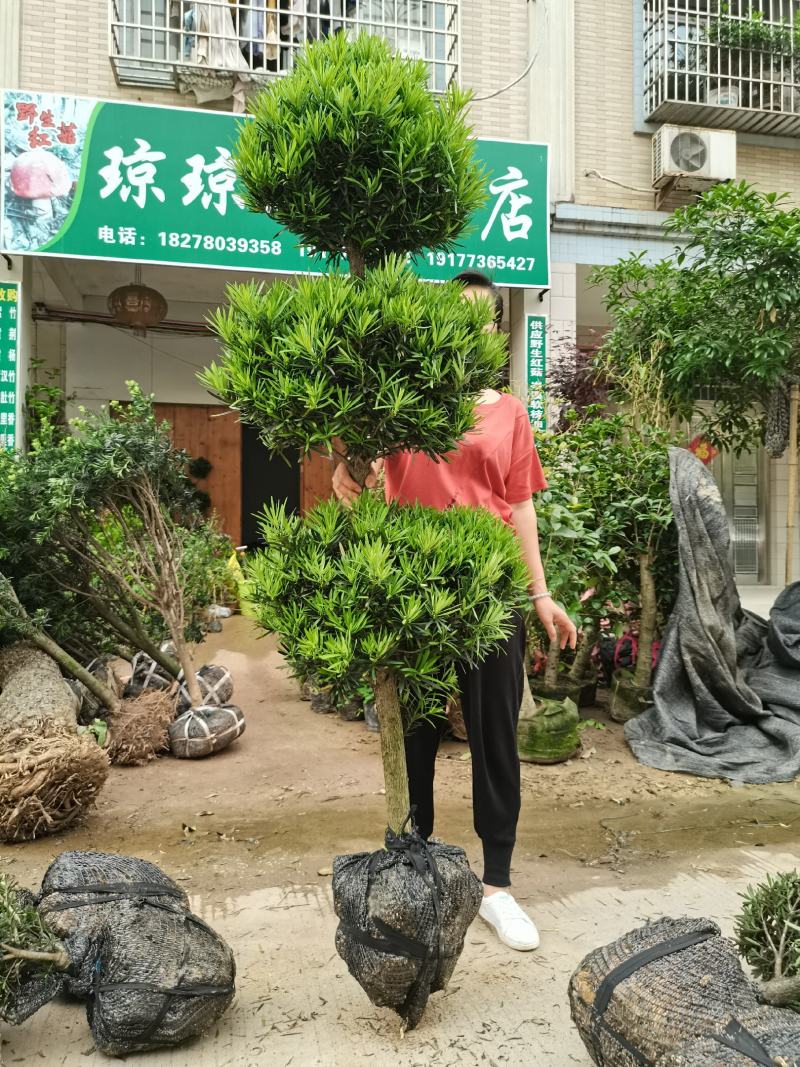 罗汉松
