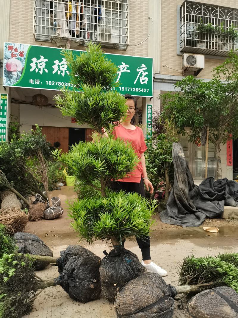 罗汉松