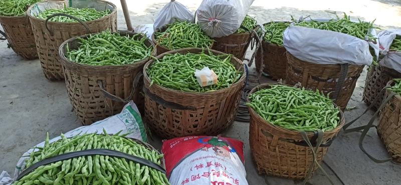 大青豆