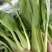 新鲜上海青上市精品油菜产地直供全国批发价优