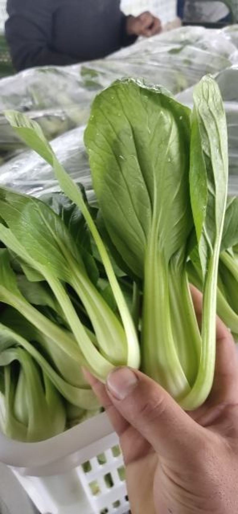 新鲜上海青上市精品油菜产地直供全国批发价优