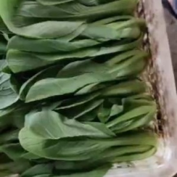 新鲜上海青上市精品油菜产地直供全国批发价优