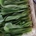 新鲜上海青上市精品油菜产地直供全国批发价优