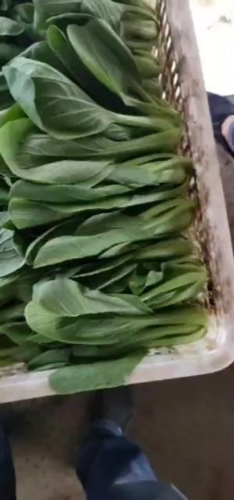 新鲜上海青上市精品油菜产地直供全国批发价优