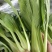 新鲜上海青上市精品油菜产地直供全国批发价优