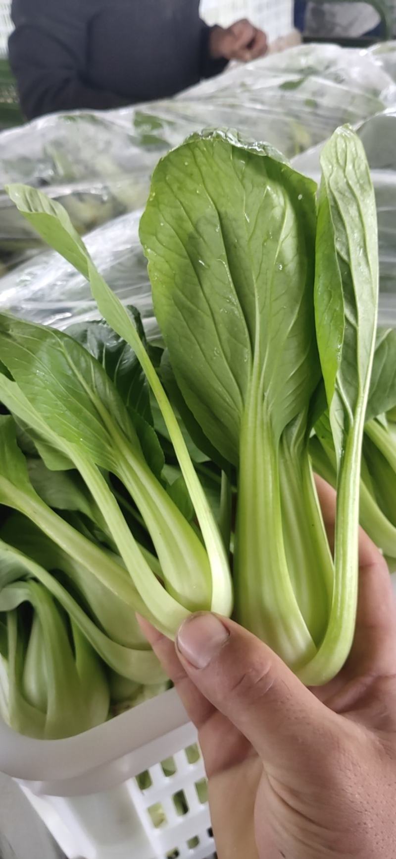 新鲜上海青上市精品油菜产地直供全国批发价优