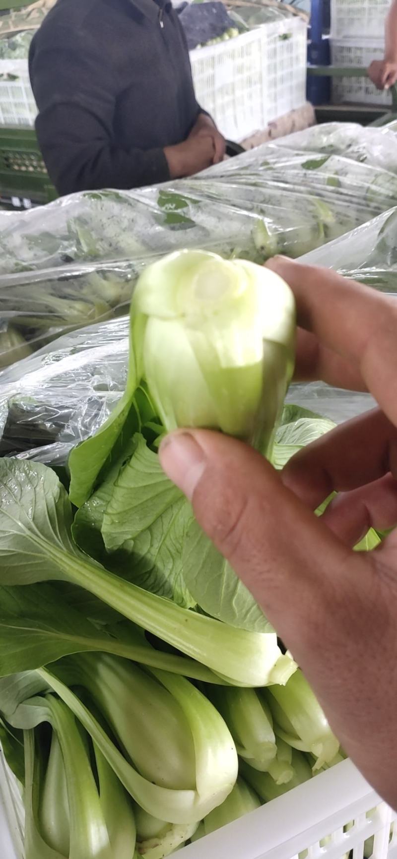 新鲜上海青上市精品油菜产地直供全国批发价优