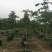 木棉大腹木棉市政货，量大价优，欢迎各位客户咨询