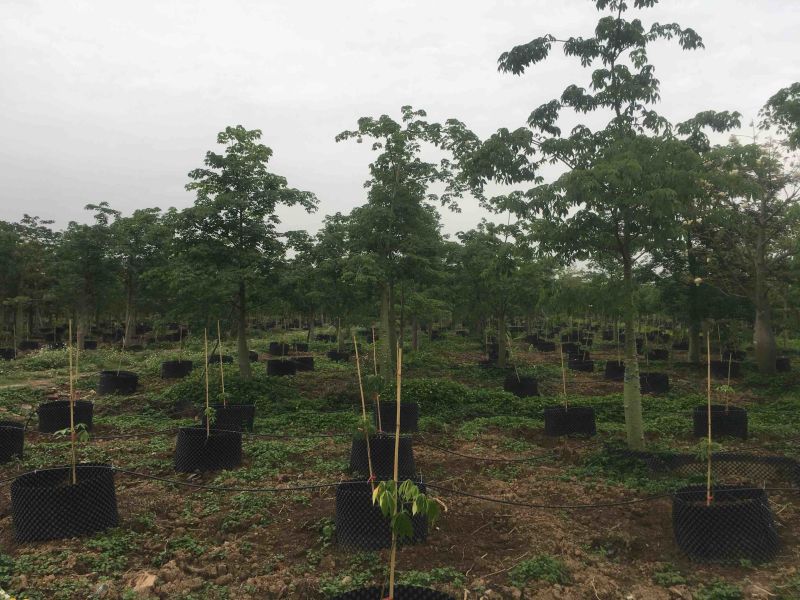 木棉大腹木棉市政货，量大价优，欢迎各位客户咨询