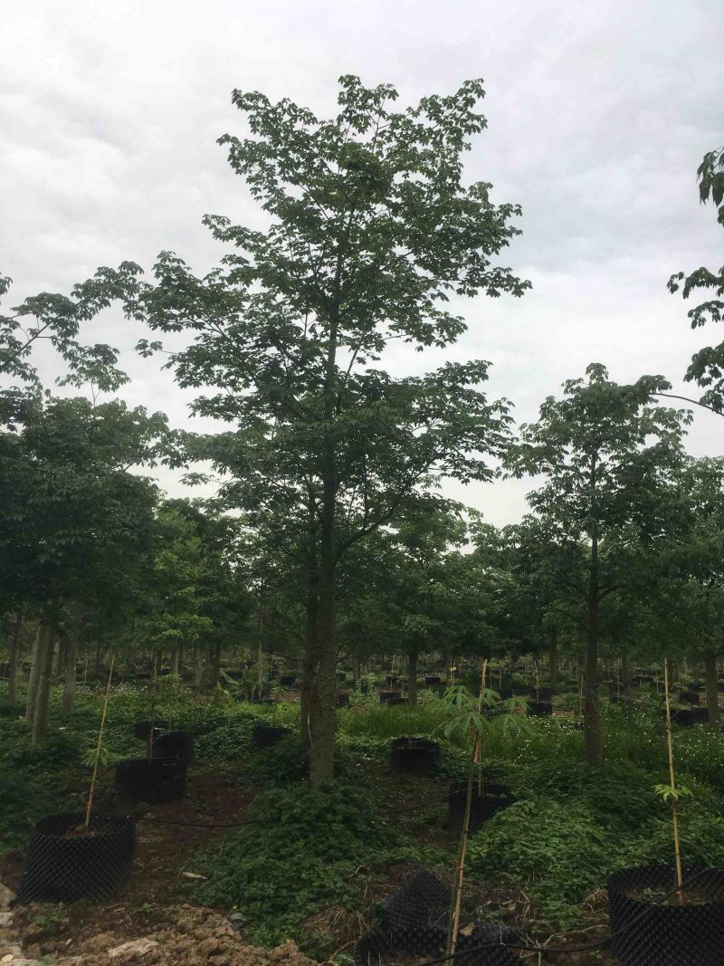 木棉大腹木棉市政货，量大价优，欢迎各位客户咨询