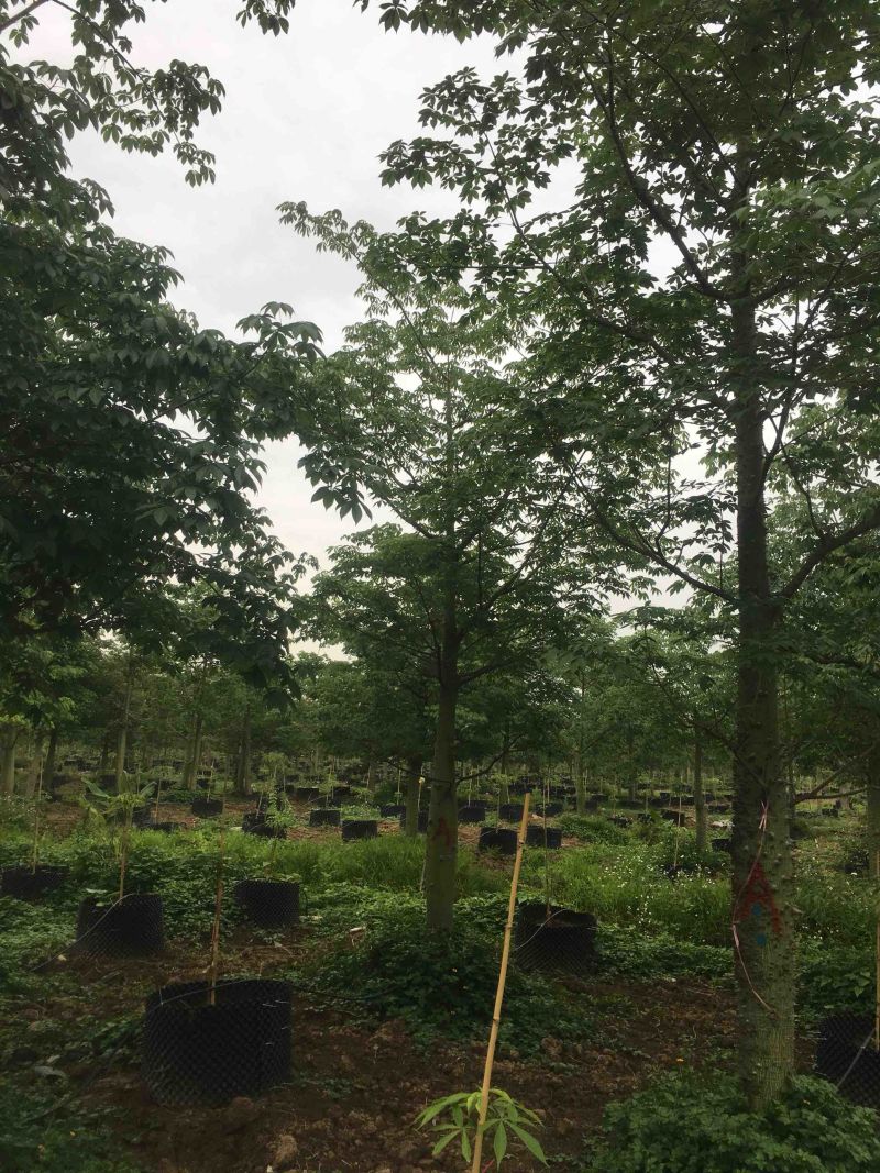 木棉大腹木棉市政货，量大价优，欢迎各位客户咨询