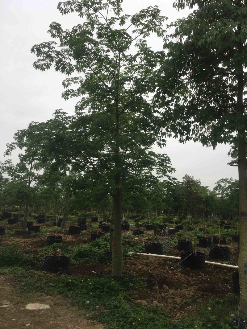 木棉大腹木棉市政货，量大价优，欢迎各位客户咨询
