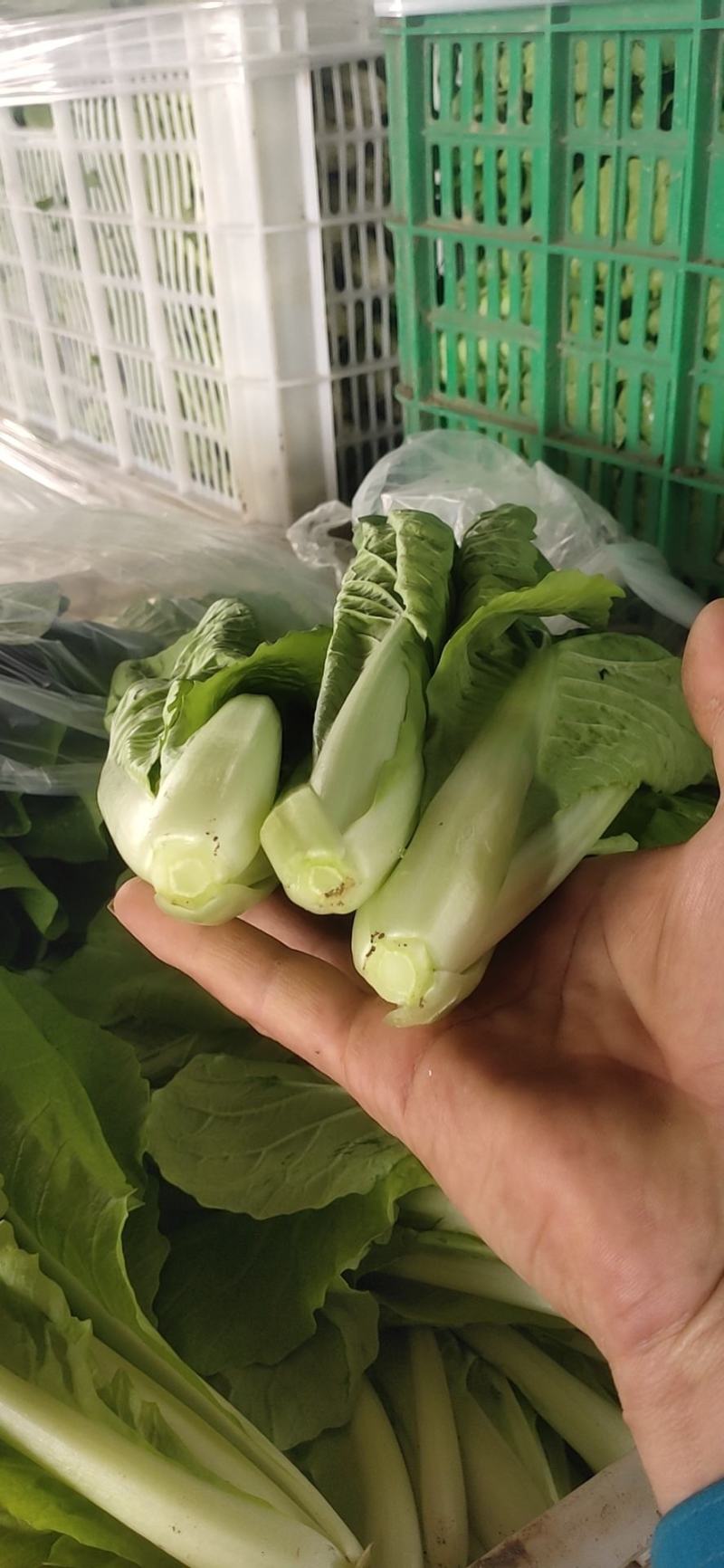 小白菜无虫眼叶绿新鲜上市大量有货价格实惠欢迎采购