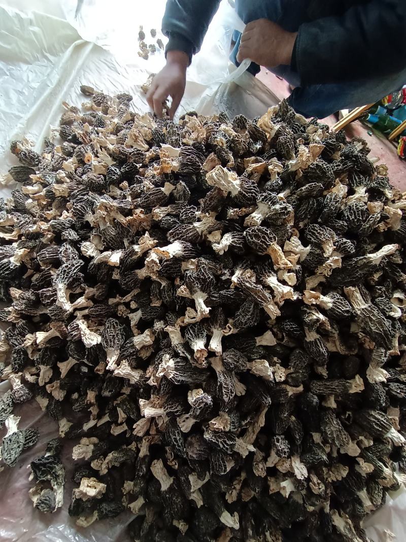 羊肚菌