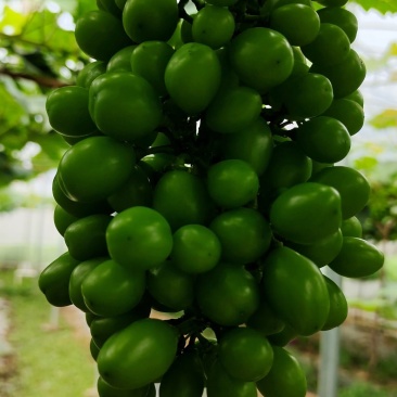 葡萄