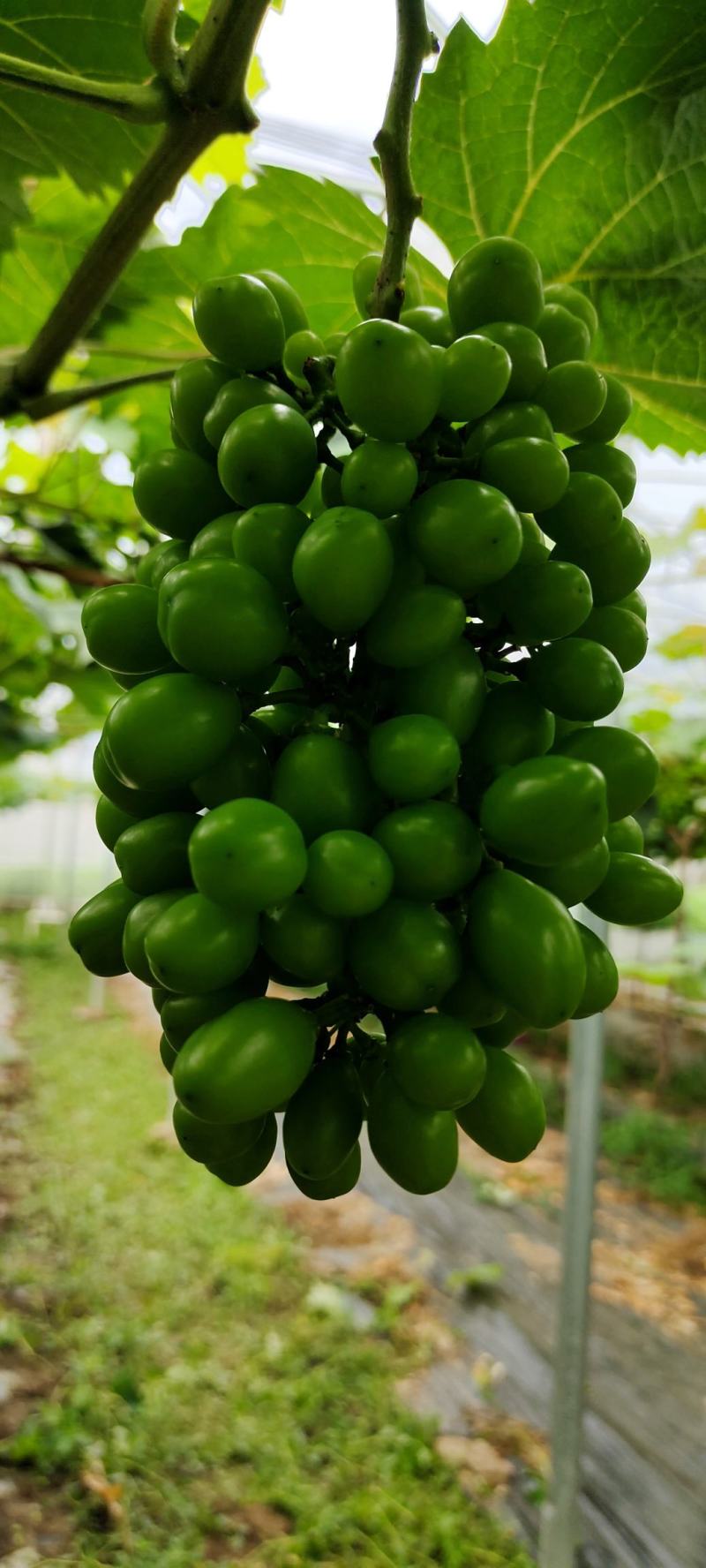 葡萄