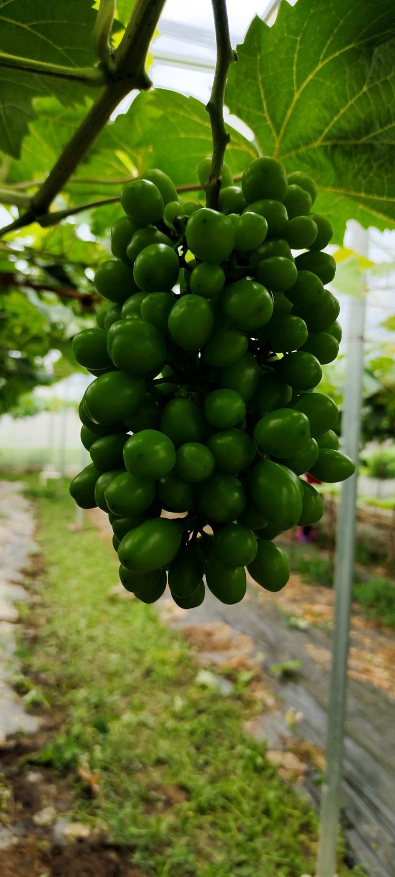 葡萄
