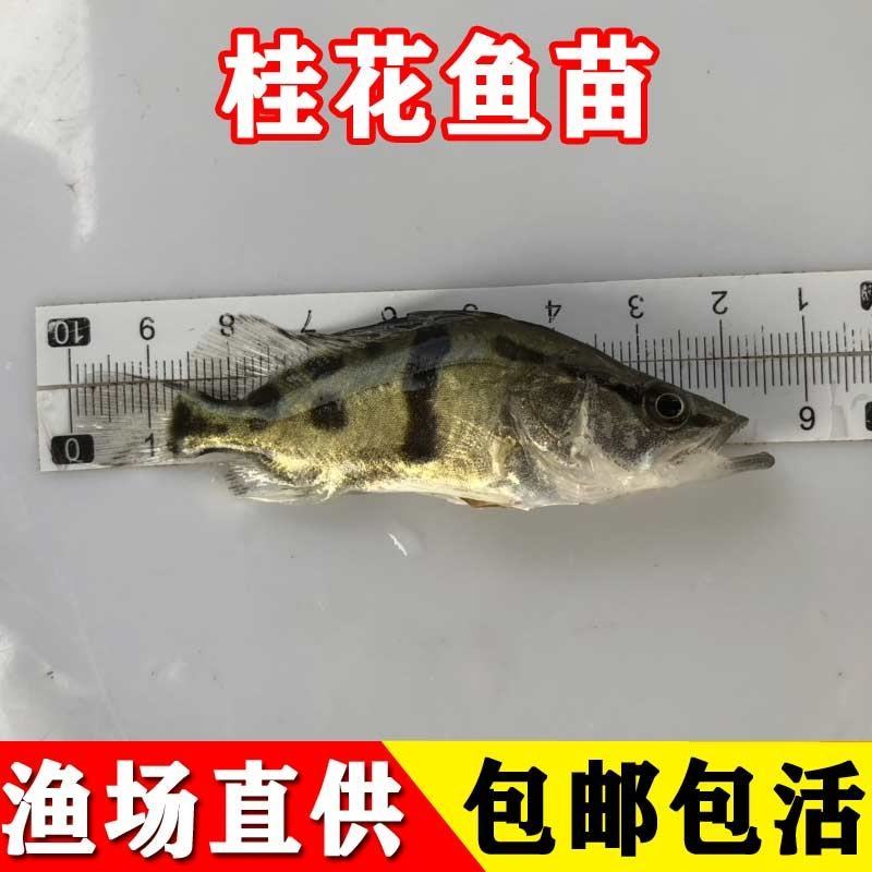 基地养殖全年供应桂鱼苗鳜鱼苗技术指导全国发货