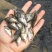 基地养殖全年供应桂鱼苗鳜鱼苗技术指导全国发货