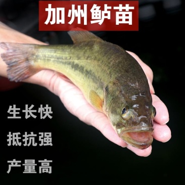 基地孵化养殖淡水鲈鱼苗加州鲈鱼苗全国发货技术指导
