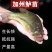 基地孵化养殖淡水鲈鱼苗加州鲈鱼苗全国发货技术指导