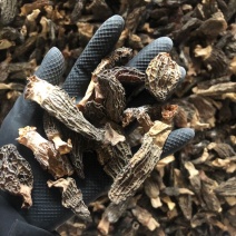 短柄羊肚菌肉厚特价羊肚菌235/斤圆通包邮当天发货