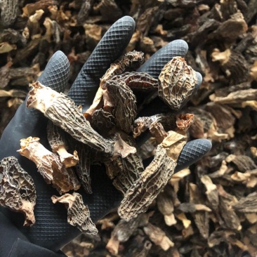 短柄羊肚菌肉厚特价羊肚菌235/斤圆通包邮当天发货