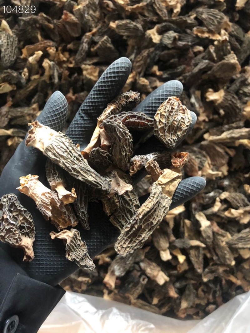 短柄羊肚菌肉厚特价羊肚菌235/斤圆通包邮当天发货