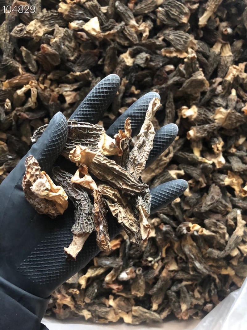 短柄羊肚菌肉厚特价羊肚菌235/斤圆通包邮当天发货