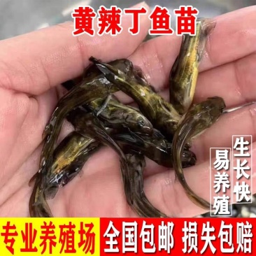 基地养殖黄颡鱼苗黄辣丁鱼苗黄辣丁鱼苗技术指导全国发货