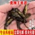 基地养殖黄颡鱼苗黄辣丁鱼苗黄辣丁鱼苗技术指导全国发货